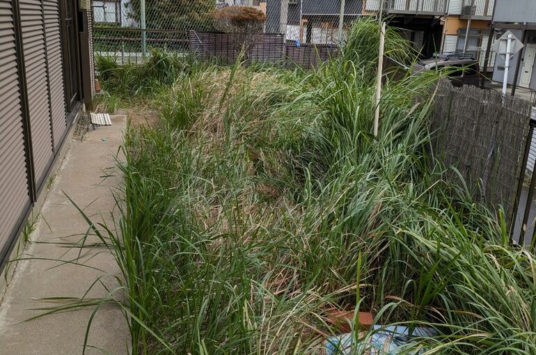 LINE_ALBUM_伐採_241026_7