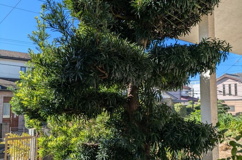 LINE_ALBUM_片岡様邸　庭_241111_1